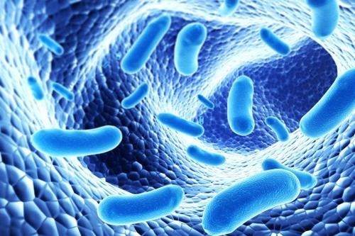 Các chủng lợi khuẩn trong sản phẩm